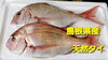 「○本日のお刺身○【しまね定置もん】ハマチ、【島根県産】天然タイ」