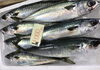 「魚魚市場鮮魚コーナーおすすめは「ソデイカ」です♪」