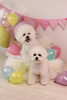 「Anniversary photo　(^O^)／」