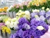 季節ごとに変わる旬の切り花。　一輪からでも購入可能。「フローリストたかの」