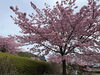 「魚魚の宿　3月14日　河津桜🌸」