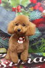 トイプードルのスイちゃんのトリミング「ミックス犬のむぎくん♪クリスマスフォトで可愛くポーズ！」