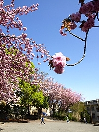 高山さくら公園の名に恥じない<br>見事な咲きっぷりの八重桜がずら〜り。