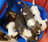 「ボストンジャック第2弾‼」