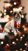 「Dog salon mofu mofu　余市町」