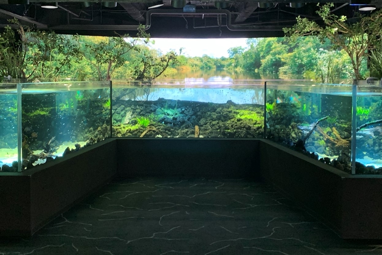 世界初 日本初 商業施設をリノベーションしたカワスイ川崎水族館がオープン 前編 編集部のつぶやき 川崎 まいぷれ 川崎市 世界初 日本初 商業施設をリノベーションしたカワスイ川崎水族館がオープン 前編 編集部のつぶやき 川崎 まいぷれ 川崎市