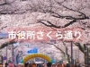市役所さくら通り
