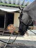扇風機の風を感じる馬「夏本番の暑さ対策！扇風機で涼む馬たちのリラックスタイム」