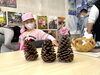 大きい！本物のまつぼっくり？「元気いっぱい！　麻生幼稚園のお友だちが遊びに来てくれました♪」