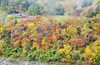 「紅葉が見頃です【木曽・上伊那の情報発信　ポータルサイト】」