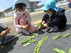 全部で何個採れたなー？？「そら豆くんをゲット☆」
