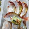 「魚魚市場鮮魚コーナーおすすめは「ツキヒガイ・マテ貝」です♪」