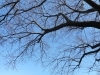 中川八幡山公園。こちらもまだまだ。「都筑区内ソメイヨシノ（桜）の開花状況（3/19現在）」