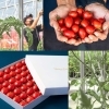 赤い宝石「シャイントマト」「Takano Farm 津山」