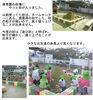 「さくらんぼクラブ：１０月１９日（月）交野幼稚園　いきいき親子体操：１０月２０日（火）交野会館　マタニティー＆レディースヨガ：１０月２７日（火）交野幼稚園。」
