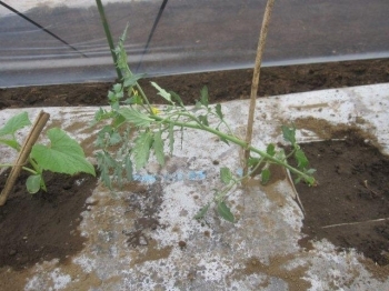 トマト苗は斜めに植えつける