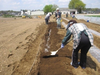 畝の中央に溝を掘り、堆肥、化成肥料を蒔いて土を掛ける