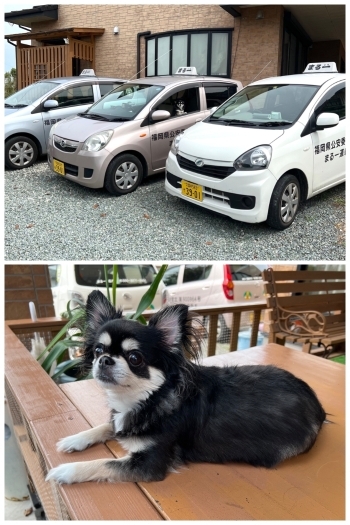 看板犬の「モコ」です♪ 出発前の安全点検を見守ります。「まる一運転代行（まるいち）」