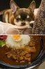 看板犬のリンちゃん（上）　1番人気のみずきカレー（下）「ラウンジ水城・みずきカレー」
