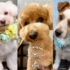Grooming Lab.Yori