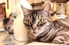 「Le chateau des chats」保護猫たちと憩いの時間をお過ごしください
