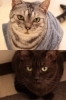 「Le chateau des chats」