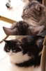 「Le chateau des chats」