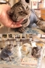 「Le chateau des chats」
