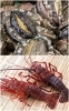 国崎から届く新鮮な魚介「晴れのひ」