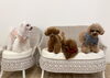 理玖くん♡くまくん♡綺羅くん♡にこくん「ましゅまろ幼稚園🐾」