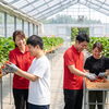いちご農園×就労支援で笑顔溢れるいきいきとした毎日をサポートするスタッフ