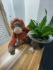 当店のフロントでもオラウータンがお出迎えしております。「森の人　「オラウータン（orang hutan）」」