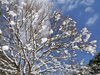 「この冬最後の雪景色かも」