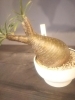 パキポディウム グラキリスを 陶芸作家、久野 真琴さんの鉢に植えてい