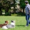 Pet Studio Hocci