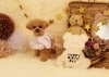 はなちゃん「Anniversary photo　(*´ω｀*)」