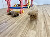 ガジガジタイム😁「ましゅまろ幼稚園🐾」