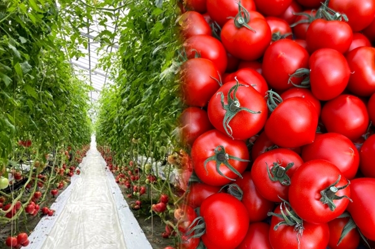 「さくらい農園」焼津市で40年以上続くトマトときゅうり屋さん！