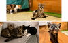 「【里親募集】新しい家族を待っている子猫がいます！」