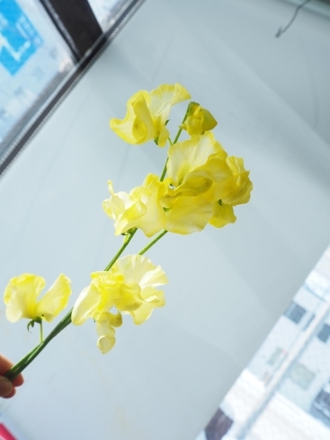 １月の誕生花はスイートピー 花言葉も素敵 有限会社 小樽フラワーのニュース まいぷれ 小樽市