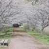 ■お花見特集2025版■　春と言えば桜‼　お花見‼　桜の名所、観光スポットをご紹介♪