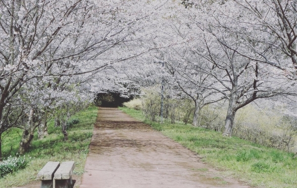 ■お花見特集■　春と言えば桜‼　お花見‼　桜の名所、観光スポットをご紹介♪