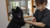 専用室でワンちゃんとコミュニケーションをとりながら施術「DOG SALON BLISS」