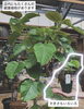 「先日入荷のお花・植物紹介✌🏻🌼」