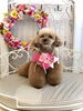 リルちゃん「わんこと秋桜」