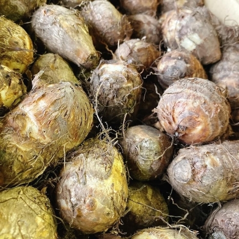 Blogerjokiovxzm 里芋 英語 2865 里芋 英語 Taro Blogerjokiovxzm 里芋 英語 2865 里芋 英語 Taro