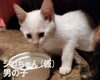 「【新居浜市萩生】里親募集情報のお知らせ！」