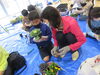 はボタンを植えるよ♡「親子（家族）寄せ植え教室がありました❁」