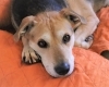 旭川の保護猫 保護犬 保護された動物たちについて 旭川 富良野エリア まいぷれ動物園 まいぷれ 旭川 富良野 旭川の保護猫 保護犬 保護された動物たちについて 旭川 富良野エリア まいぷれ動物園 まいぷれ 旭川 富良野