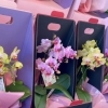 胡蝶蘭例2